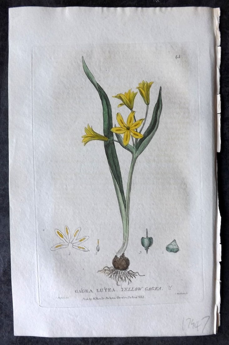 Baxter, William 1834 Hand Col Botanical Print. Yellow Gagea 41 (1 of 1)