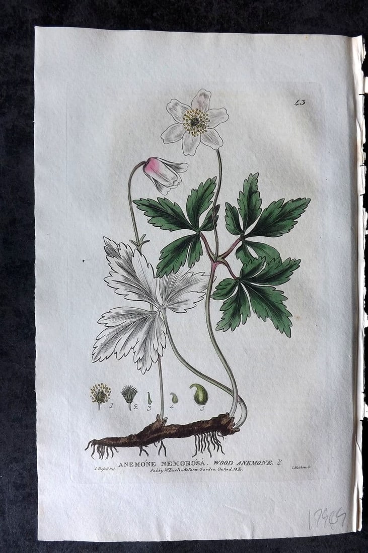 Baxter, William 1834 Hand Col Botanical Print. Wood Anemone 43: Antique Etching Published 1834-43, Oxford for "British Phaenogamous Botany; or, Figures and Descriptions of British Flowering Plants" by William Baxter. Fine hand colour as issued. Paper Size: 9 x 5.5