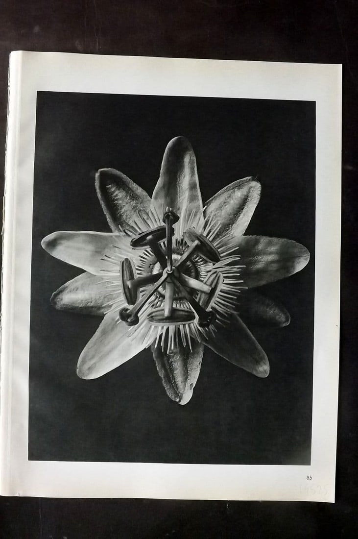 Blossfeldt, Karl 1942 Folio Vintage Botanical Print 85 (1 of 1)