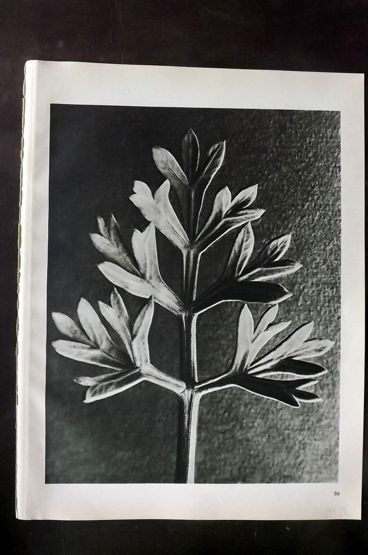 Blossfeldt, Karl 1942 Folio Vintage Botanical Print 86: Photogravure Published 1942, Berlin & Leipzig for "Wunder in der Natur" by Karl Blossfeldt. Reverse side blank. Paper Size: 12.5 x 10 inch (32 x 25cm) Good Condition