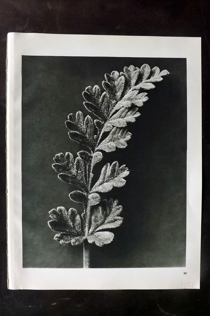 Blossfeldt, Karl 1942 Folio Vintage Botanical Print 88: Photogravure Published 1942, Berlin & Leipzig for "Wunder in der Natur" by Karl Blossfeldt. Reverse side blank. Paper Size: 12.5 x 10 inch (32 x 25cm) Good Condition