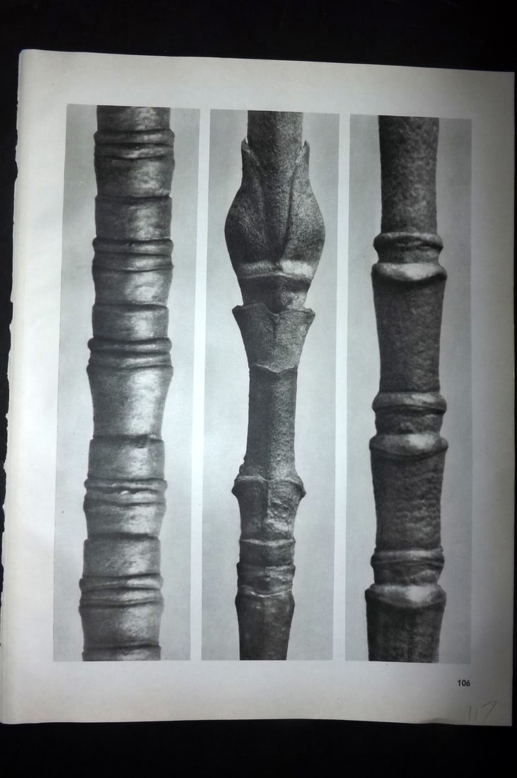 Blossfeldt, Karl 1942 Folio Vintage Botanical Print 106: Photogravures Published 1942, Berlin for "Wunder in der Natur" by Karl Blossfeldt. Reverse side blank. Paper Size: 12.5 x 10 inch (32 x 25cm) Good Condition