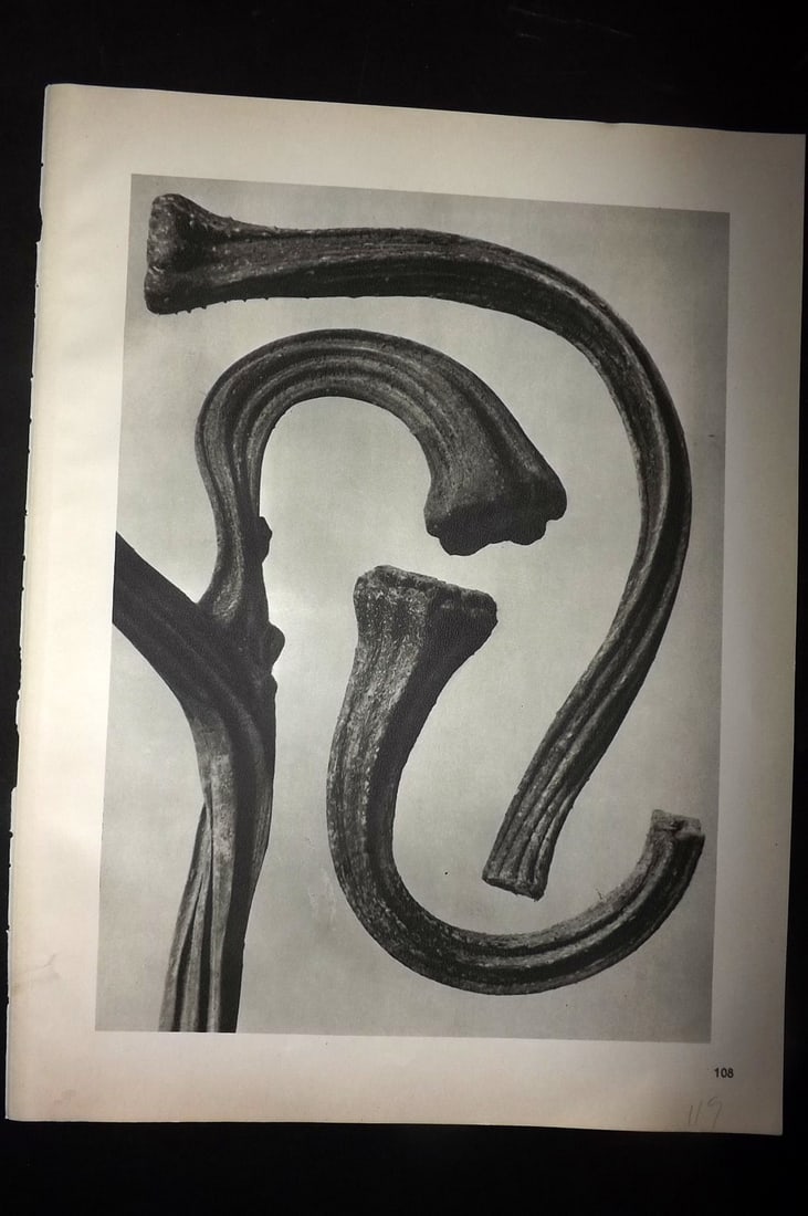 Blossfeldt, Karl 1942 Folio Vintage Botanical Print 108: Photogravures Published 1942, Berlin for "Wunder in der Natur" by Karl Blossfeldt. Reverse side blank. Paper Size: 12.5 x 10 inch (32 x 25cm) Good Condition