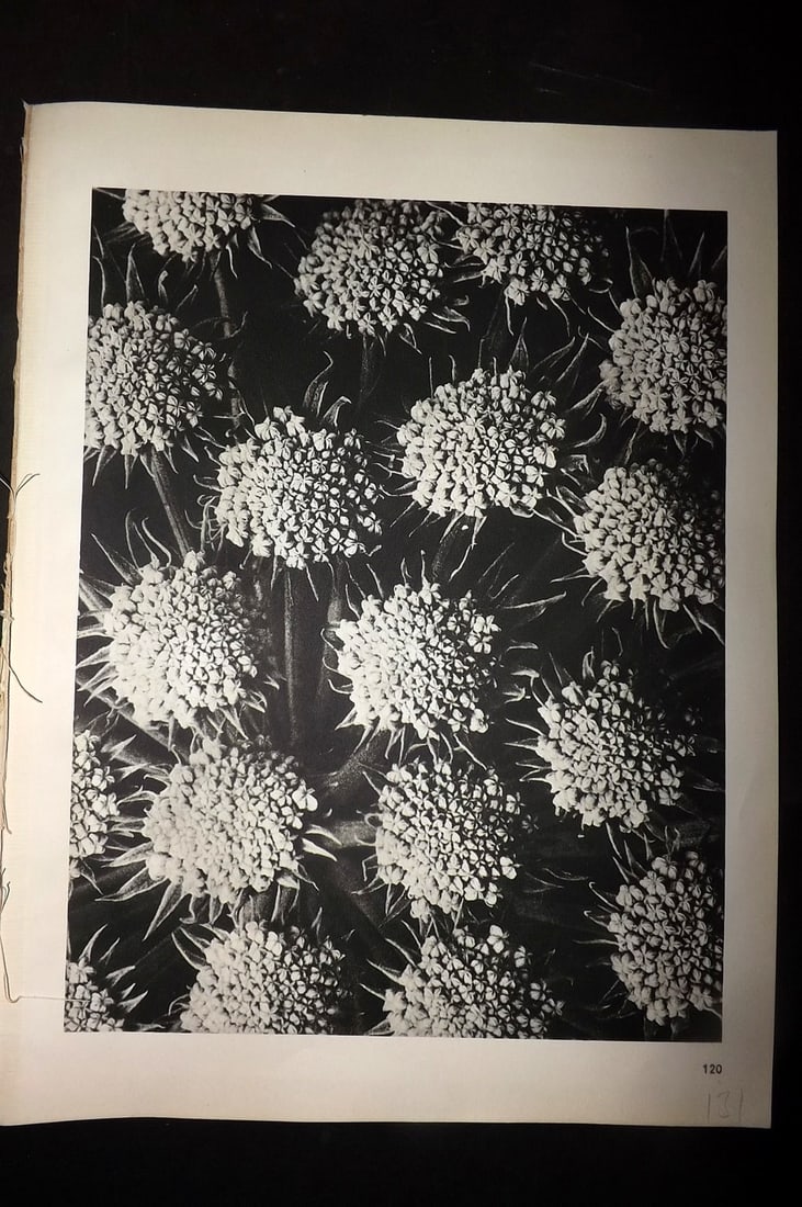 Blossfeldt, Karl 1942 Folio Vintage Botanical Print 120: Photogravures Published 1942, Berlin for "Wunder in der Natur" by Karl Blossfeldt. Reverse side blank. Paper Size: 12.5 x 10 inch (32 x 25cm) Good Condition