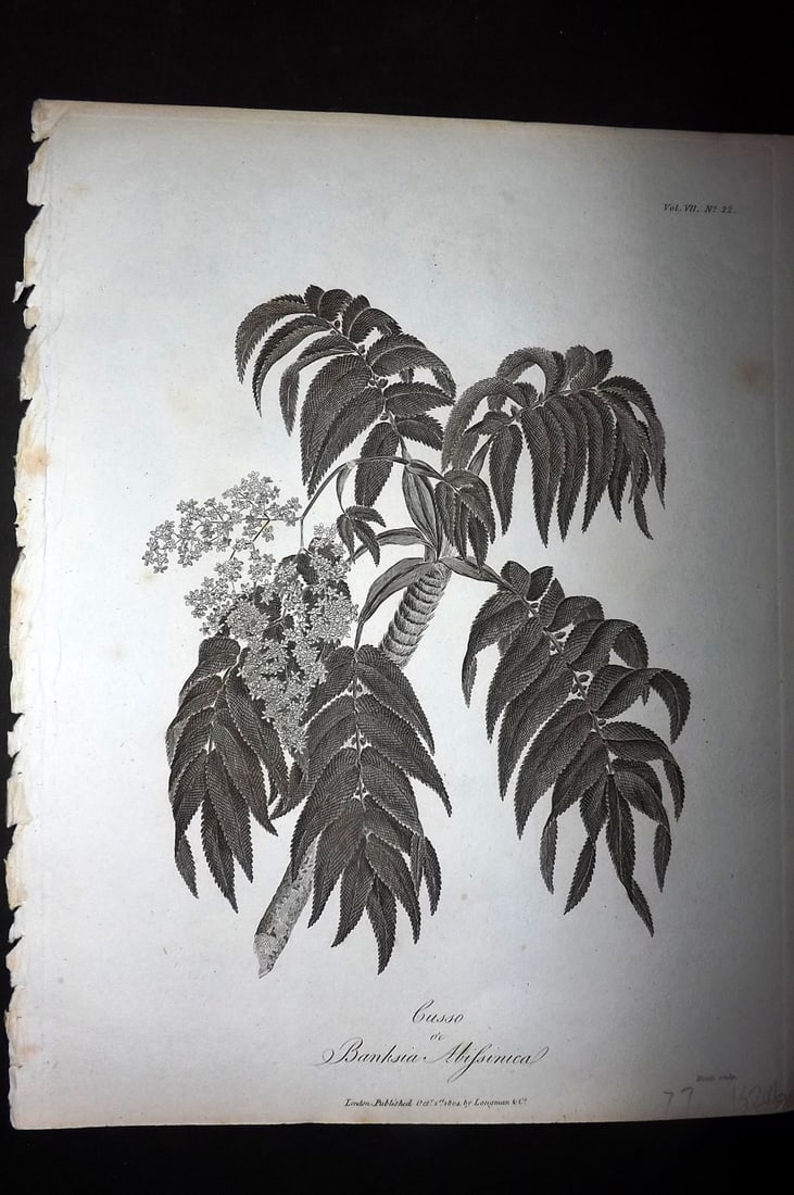Bruce, James 1813 Antique Botanical Print. Cusso or Banksia Abissinica: Copper Plate Published 1813, Edinburgh for "Travels to discover the source of the Nile" by James Bruce. Paper Size: 12 x 9 inch (30 x 23cm) Very minor toning. Good Condition