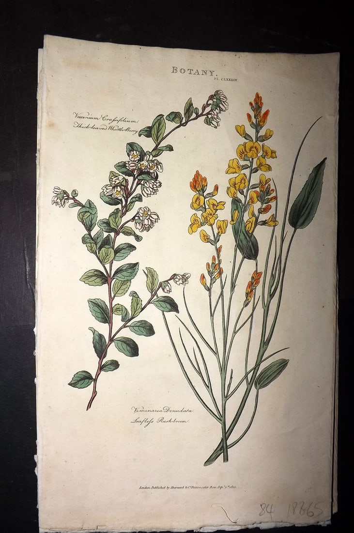 Good, John 1813 Hand Col Botanical Print. Leafless Rush Broom 183: Hand Colored Copper Plate Published 1806-13, London for "Pantologia: A New Cyclopaedia, Comprehending a Complete Series of Essays" by John Mason Good et al. Paper Size: 9.5 x 6 inch (24 x 15cm) Tiny w