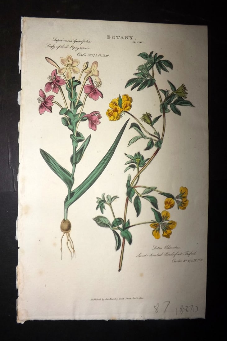 Good, John 1813 HC. Leafy Spiked Lapeyrousia, Sweet Scented Birds Foot Trefoil 126: Hand Colored Copper Plate Published 1806-13, London for "Pantologia: A New Cyclopaedia, Comprehending a Complete Series of Essays" by John Mason Good et al. Paper Size: 9.5 x 6 inch (24 x 15cm) Good C