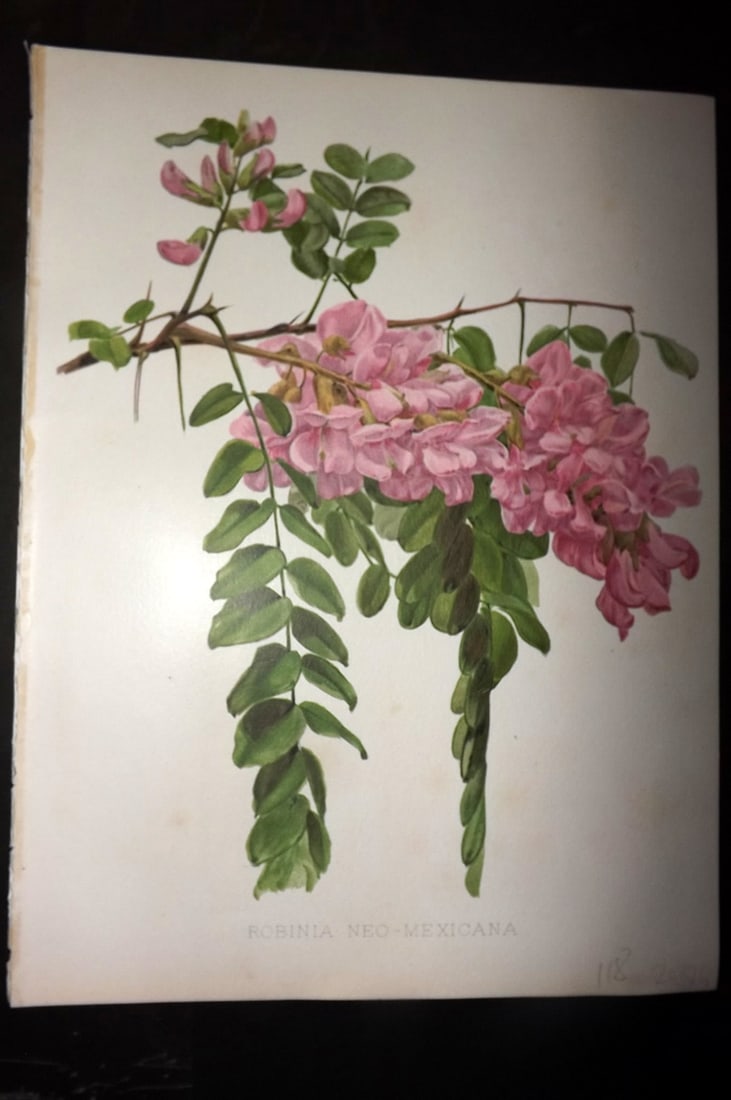 Moon, H. G. 1905 Botanical Print. Robinia Neo-Mexicana.: Chromolithograph Published 1903-05, London for "Flora and Sylva" Illustrated by H. G. Moon. Paper Size: 12 x 9 inch (30 x 23cm) Good Condition