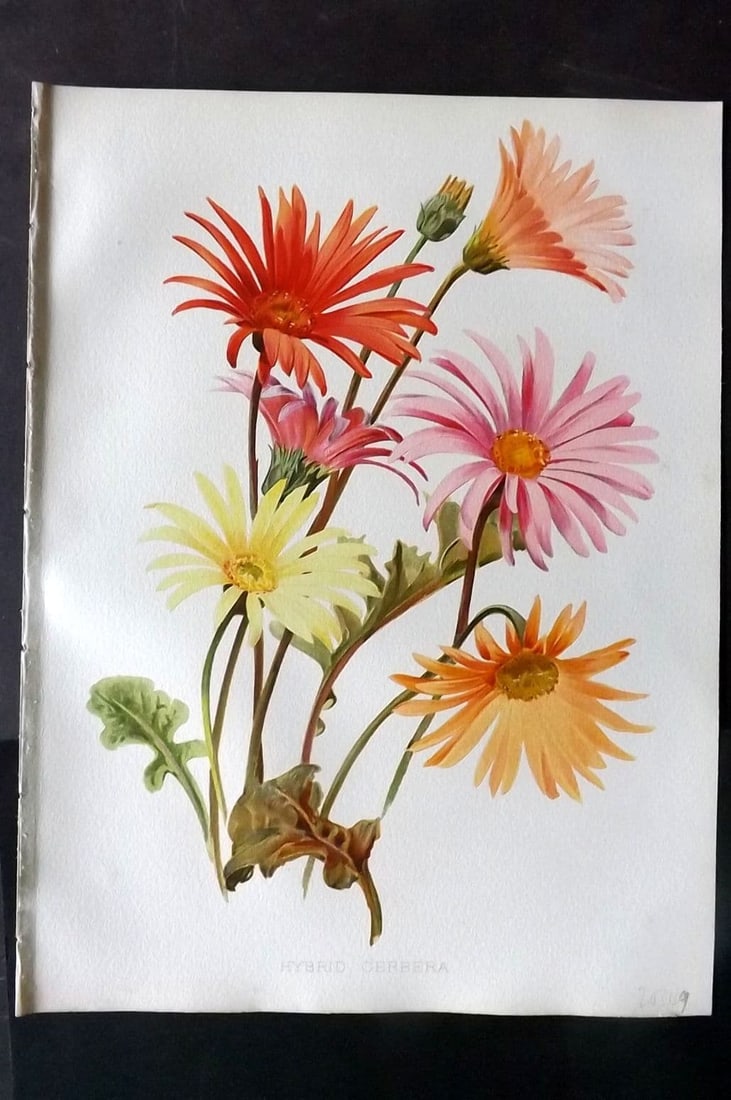 Moon, H. G. 1905 Botanical Print. Hybrid Gerbera: Chromolithograph Published 1903-05, London for "Flora and Sylva" Illustrated by H. G. Moon.Paper Size: 12.5 x 9.5 inch (32 x 24cm) Good Condition