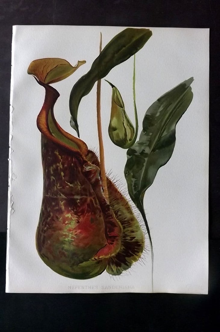Moon, H. G. 1905 Botanical Print. Nepenthes Sanderiana: Chromolithograph Published 1903-05, London for "Flora and Sylva" Illustrated by H. G. Moon.Paper Size: 12.5 x 9.5 inch (32 x 24cm) Good Condition