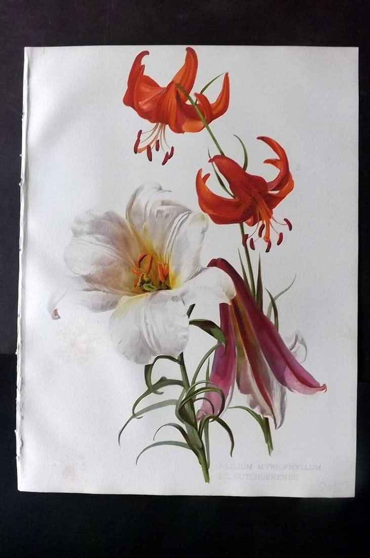 Moon, H. G. 1905 Botanical Print. Lilium Myriophyllum & Sutchuenense (1 of 1)