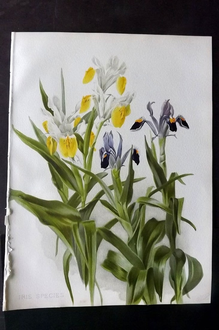Moon, H. G. 1905 Botanical Print. Iris Species: Antique Chromolithograph Published 1903-05, London for "Flora and Sylva" Illustrated by H. G. Moon.Paper Size: 12.5 x 9.5 inch (32 x 24cm)