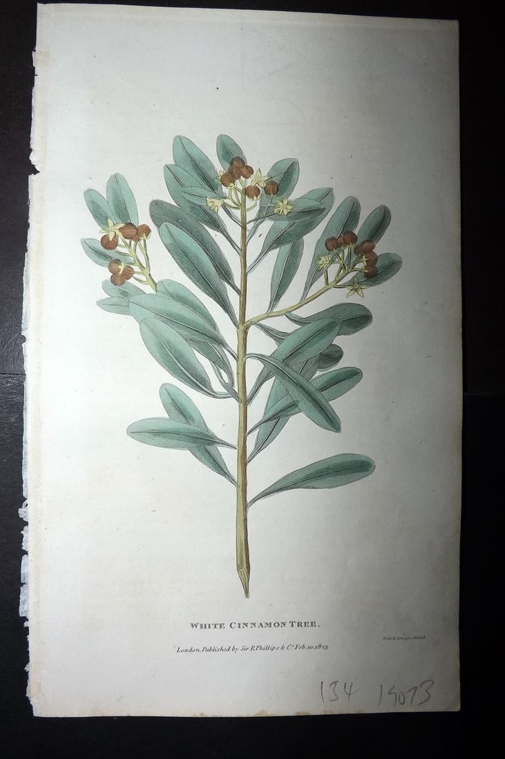 Shaw, Simeon 1823 Hand Col Botanical Print. White Cinnamon Tree: Copper Plate Published 1823, London for "Nature Displayed in the Heavens, and on the Earth" by Simeon Shaw. Folds as issued. Paper Size: 8 x 4.5 inch (20 x 12cm) Good Condition