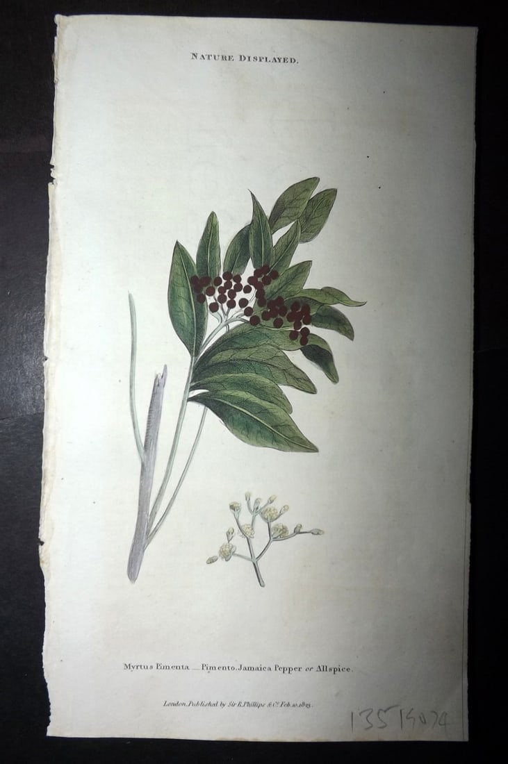 Shaw, Simeon 1823 Hand Col Botanical Print. Jamaica Pepper or All Spice: Copper Plate Published 1823, London for "Nature Displayed in the Heavens, and on the Earth" by Simeon Shaw. Folds as issued. Paper Size: 8 x 4.5 inch (20 x 12cm) Good Condition