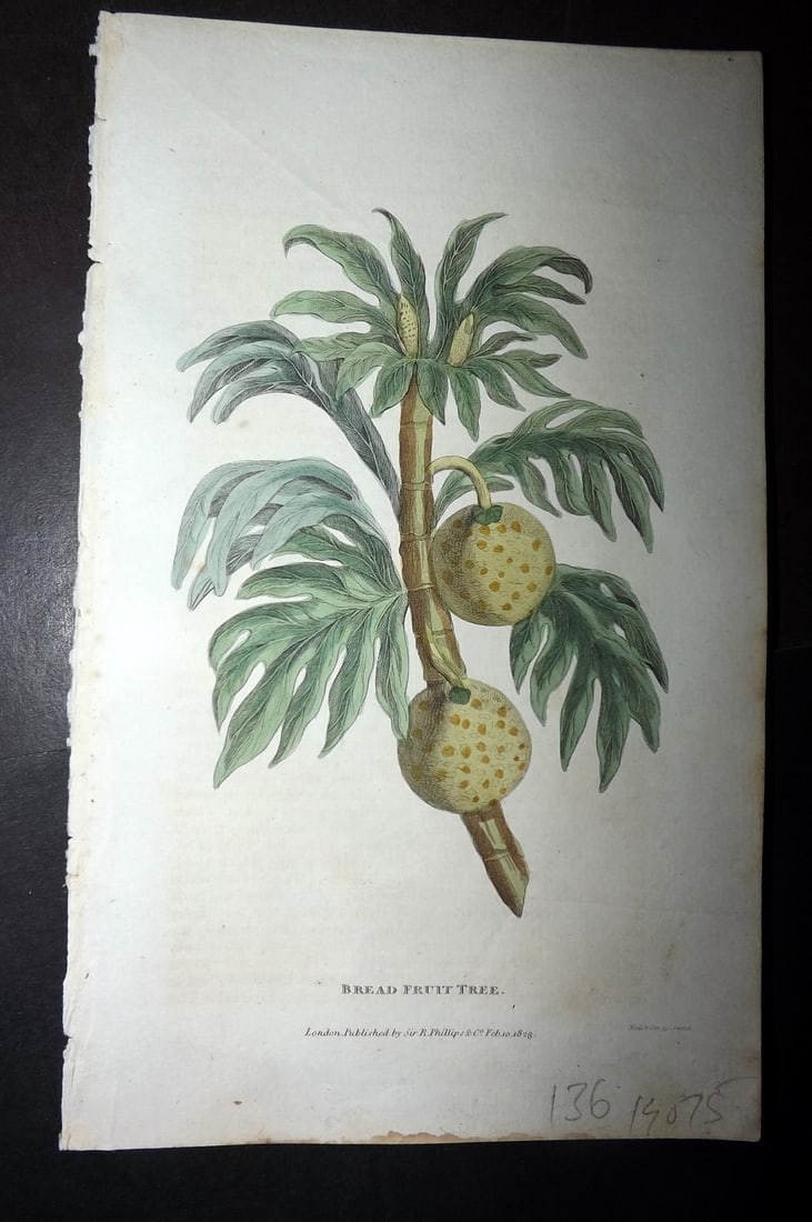 Shaw, Simeon 1823 Hand Col Botanical Print. Bread Fruit Tree: Copper Plate Published 1823, London for "Nature Displayed in the Heavens, and on the Earth" by Simeon Shaw. Folds as issued. Paper Size: 8 x 4.5 inch (20 x 12cm) Good Condition