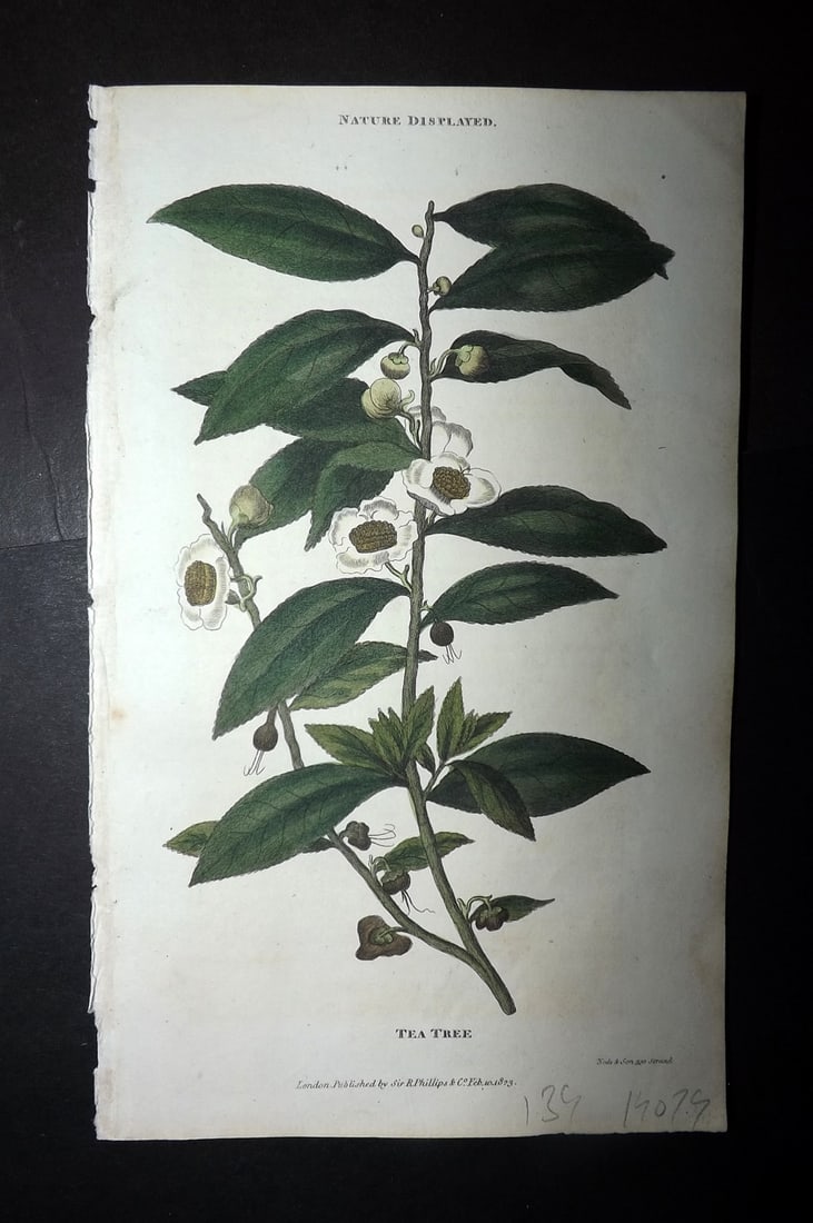 Shaw, Simeon 1823 Hand Col Botanical Print. Tea Tree: Copper Plate Published 1823, London for "Nature Displayed in the Heavens, and on the Earth" by Simeon Shaw. Folds as issued. Paper Size: 8 x 4.5 inch (20 x 12cm) Good Condition
