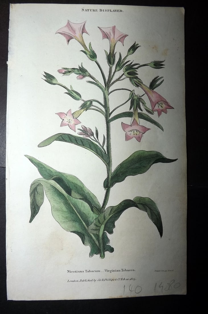 Shaw, Simeon 1823 Hand Col Botanical Print. Virginian Tobacco: Copper Plate Published 1823, London for "Nature Displayed in the Heavens, and on the Earth" by Simeon Shaw. Folds as issued. Paper Size: 8 x 4.5 inch (20 x 12cm) Good Condition