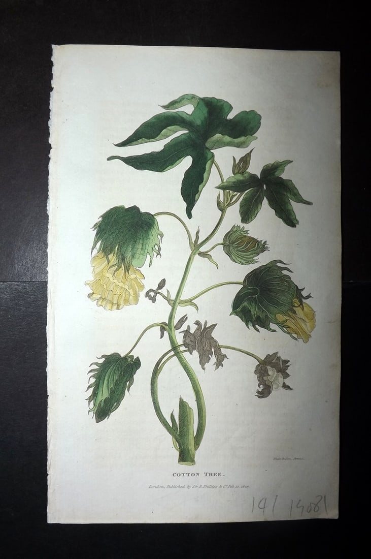 Shaw, Simeon 1823 Hand Col Botanical Print. Cotton Tree: Copper Plate Published 1823, London for "Nature Displayed in the Heavens, and on the Earth" by Simeon Shaw. Folds as issued. Paper Size: 8 x 4.5 inch (20 x 12cm) Good Condition