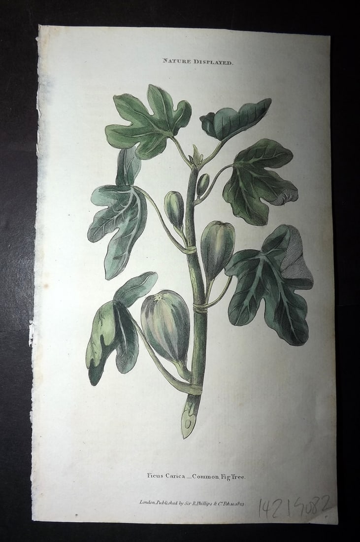 Shaw, Simeon 1823 Hand Col Botanical Print. Common Fig Tree (1 of 1)