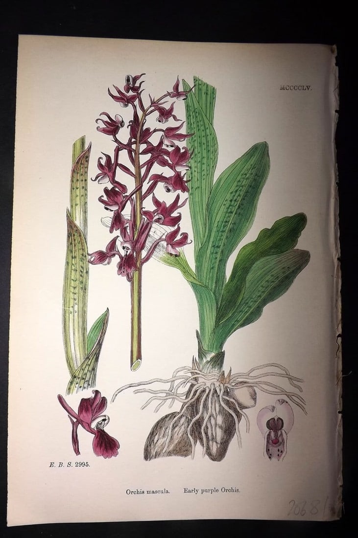 Sowerby, James 1869 Hand Col Botanical Print. Early Purple Orchis 1455 Orchid (1 of 1)