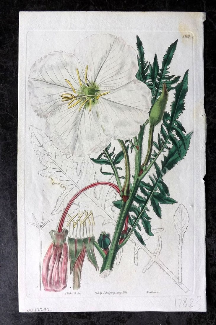 Sweet, Robert 1832 Hand Col Botanical Print. Unequel Lobed Evening Primrose 105 (1 of 1)