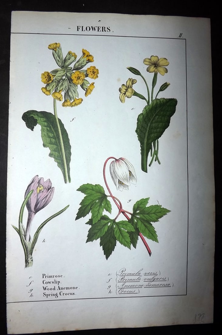Yonge, Charlotte 1863 Folio Hand Col Botanical Print. Primrose, Cowslip, Wood Anemone, Spring Crocus: Hand Coloured Lithographs Published 1863, London for "The Instructive Picture Book. Or Lessons from the Vegetable World" by Charlotte Mary Yonge. Paper Size: 12.5 x 8 inch (32 x 21cm) Trimmed from a l