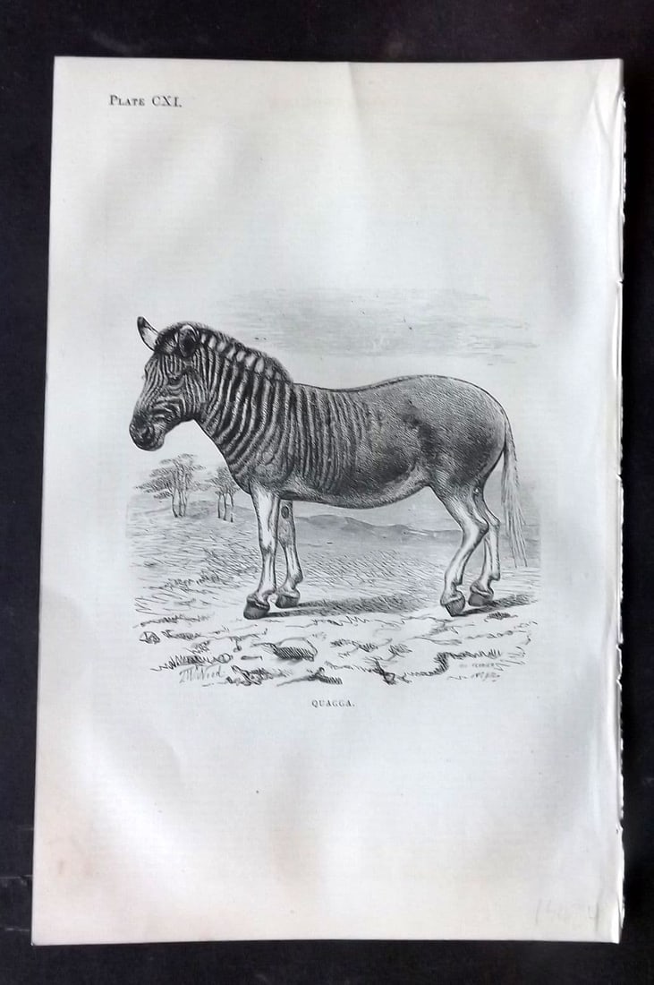 Beeton, Samuel 1870 Antique Print. Extinct Quagga 111: Antique Wood Engraving (Reverse side blank) Published 1870, London for "Beeton's Science, Art, and Literature..." by Samuel Orchart Beeton.Paper Size: 8 x 5.5 inch (21 x 14cm) Good Condition