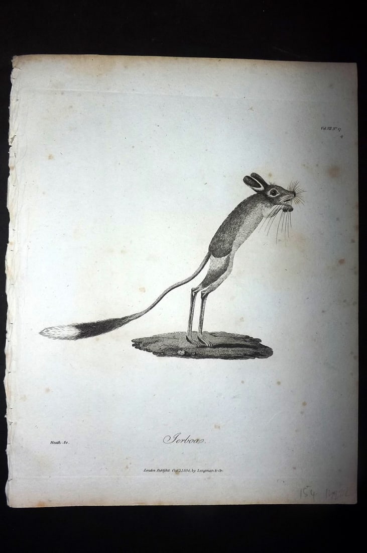 Bruce, James 1813 Antique Print. Jerboa (1 of 1)