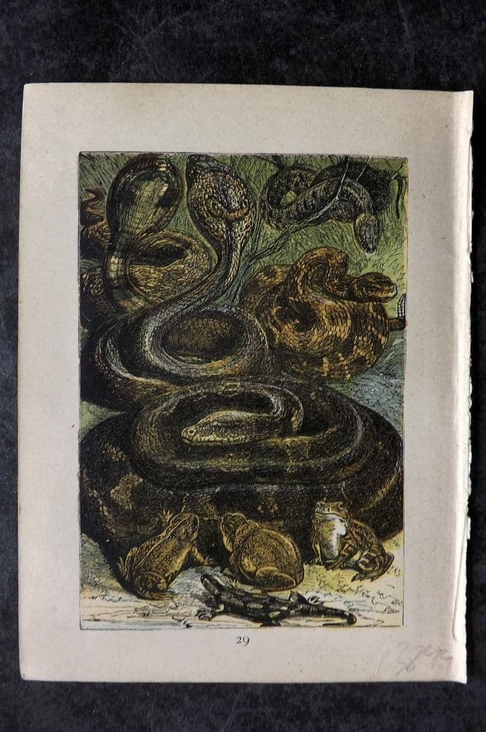 Buffon & Keyl C1880 Print. Python, Rattle Snake, Frogs, Toad, Salamander 29 (1 of 1)