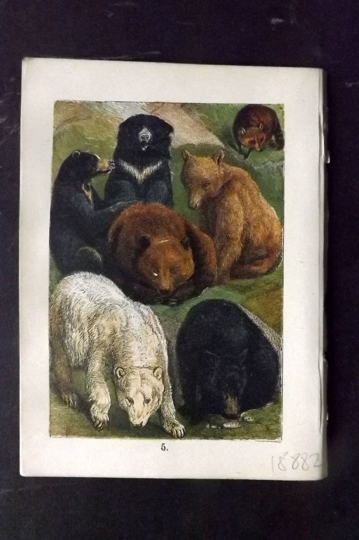 Buffon & Keyl C1880 Print. Sloth Bear, Racoon, Malay, Brown, Syrian Bear, Polar 05: Antique Colour Printed Woodblock Published C1880 for "Buffon's Natural History Modernized" Illustrated by Keyl. Paper Size: 5 x 4 inch (13 x 10cm)