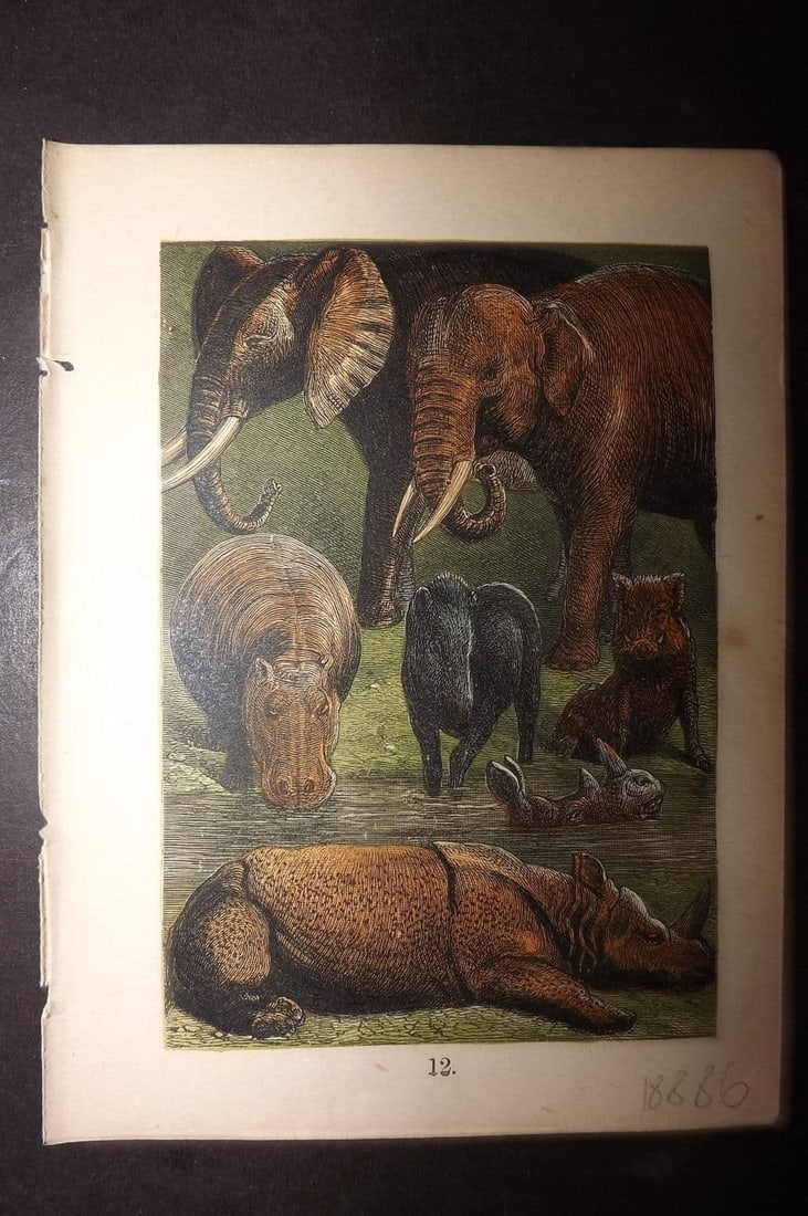 Buffon & Keyl C1880 Print. African & Asiatic Elephant, Hippo, Tapir, Boar 12 (1 of 1)