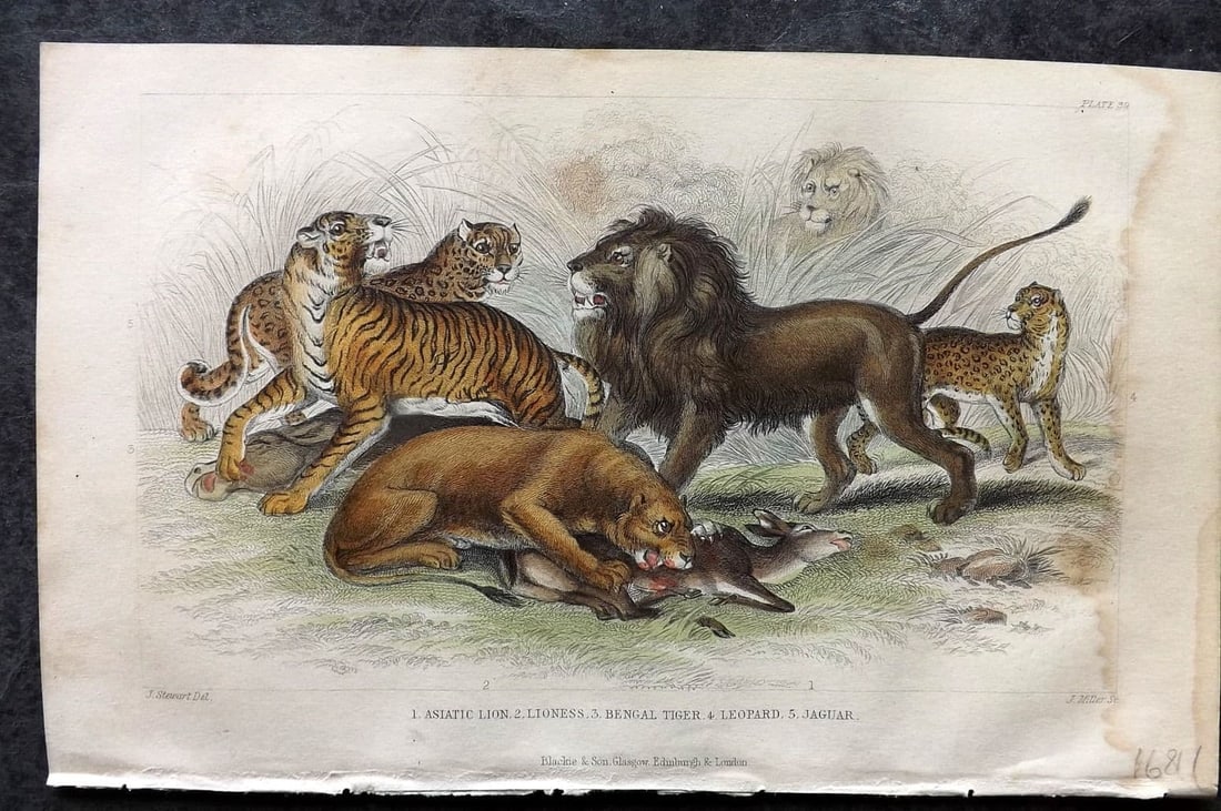 Goldsmith, Oliver 1855 Hand Col Print. Asiatic Lion, Lioness, Bengal Tiger, Leopard, Jaguar 39 (1 of 1)