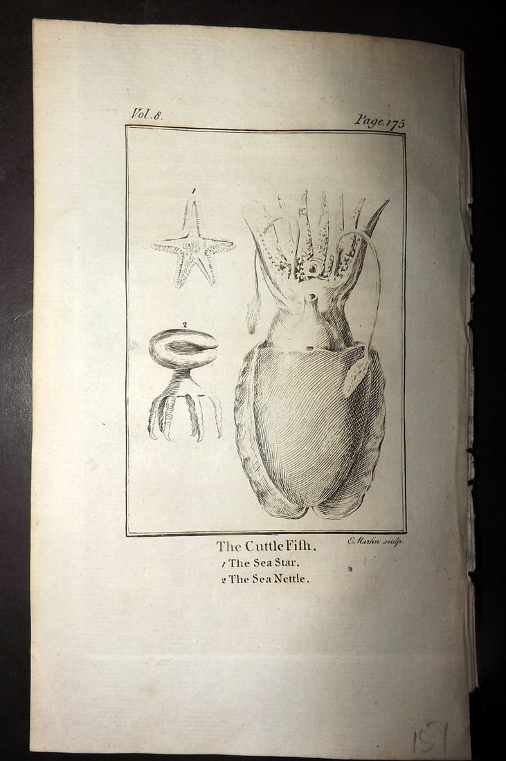 Goldsmith, Oliver 1779 Antique Print. Cuttle Fish: Copper Plate Published 1779, London for "An History of the Earth and Animated Nature" by Oliver Goldsmith. Paper Size: 7 x 4.25 inch (18 x 11cm) Good Condition