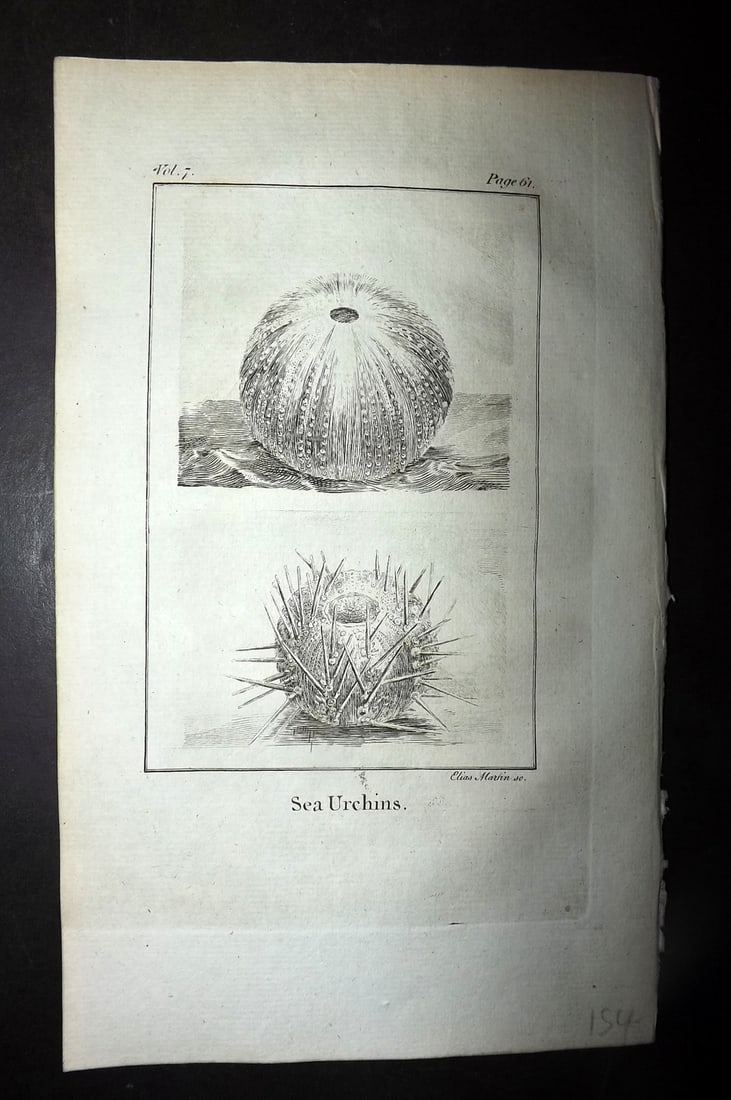 Goldsmith, Oliver 1779 Antique Print. Sea Urchins 61: Copper Plate Published 1779, London for "An History of the Earth and Animated Nature" by Oliver Goldsmith. Paper Size: 7 x 4.25 inch (18 x 11cm) Good Condition