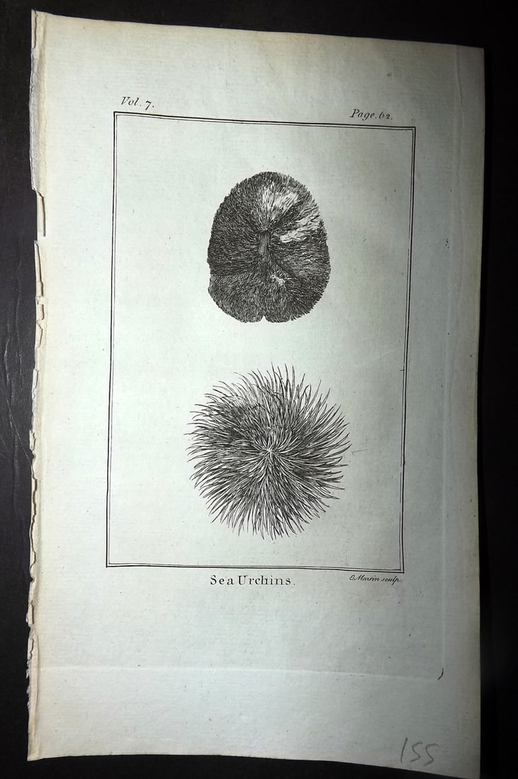 Goldsmith, Oliver 1779 Antique Print. Sea Urchins 62: Copper Plate Published 1779, London for "An History of the Earth and Animated Nature" by Oliver Goldsmith. Paper Size: 7 x 4.25 inch (18 x 11cm) Good Condition