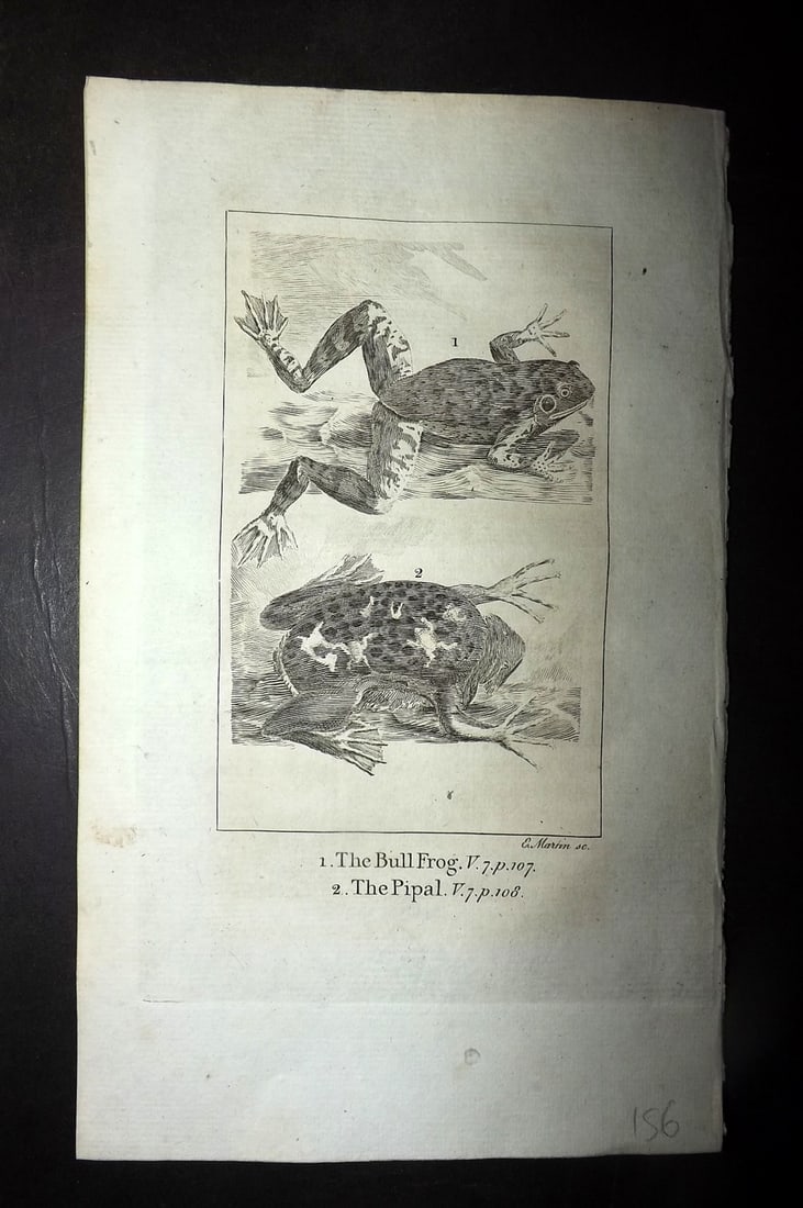 Goldsmith, Oliver 1779 Antique Print. Bull Frog, Pipal: Copper Plate Published 1779, London for "An History of the Earth and Animated Nature" by Oliver Goldsmith. Paper Size: 7 x 4.25 inch (18 x 11cm) Good Condition