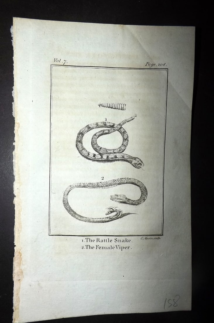 Goldsmith, Oliver 1779 Antique Print. Rattle Snake, Female Viper: Copper Plate Published 1779, London for "An History of the Earth and Animated Nature" by Oliver Goldsmith. Paper Size: 7 x 4.25 inch (18 x 11cm) Very minor toning. Good Condition