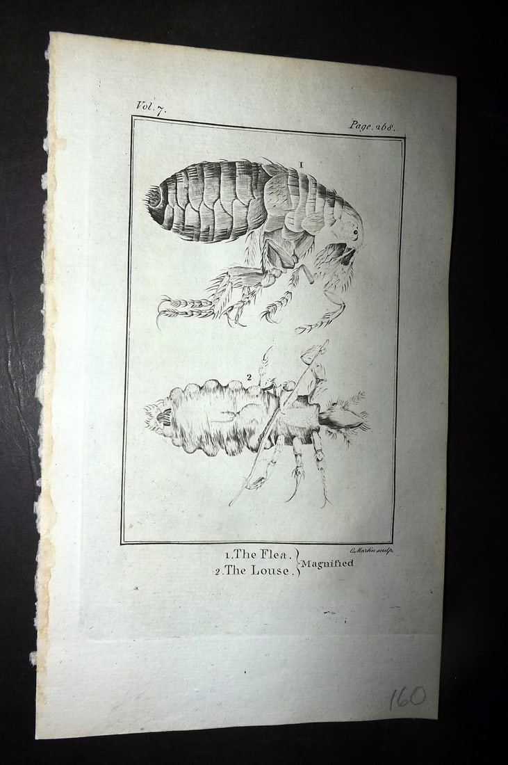 Goldsmith, Oliver 1779 Antique Print. Flea, Louse. Magnified: Copper Plate Published 1779, London for "An History of the Earth and Animated Nature" by Oliver Goldsmith. Paper Size: 7 x 4.25 inch (18 x 11cm) Good Condition