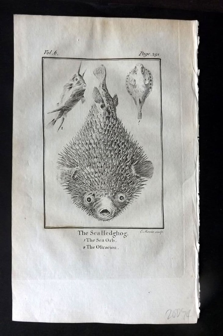 Goldsmith, Oliver 1779 Antique Print. Sea Hedgehog, Sea Orb, Ostracion Fish: Antique Copper Plate Published 1779, London for "An History of the Earth and Animated Nature" by Oliver Goldsmith. Paper Size: 8 x 5 inch (21 x 13cm)
