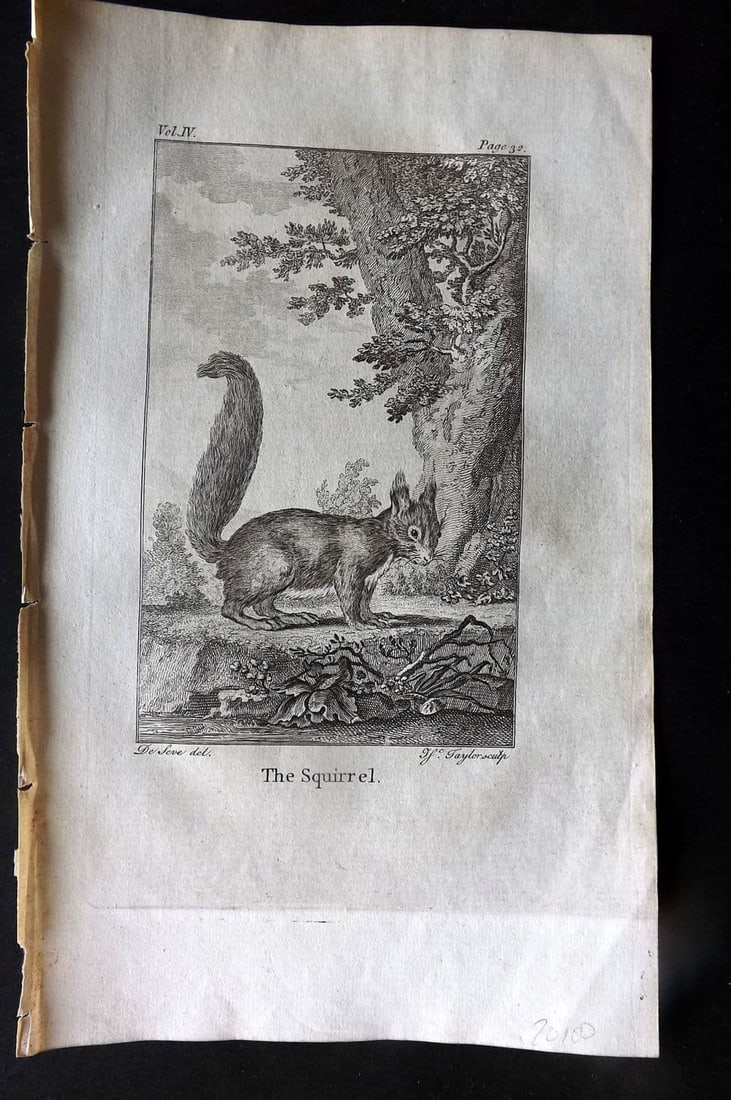 Goldsmith, Oliver 1779 Antique Print. Squirrel: Antique Copper Plate Published 1779, London for "An History of the Earth and Animated Nature" by Oliver Goldsmith. Paper Size: 8 x 5 inch (21 x 13cm)