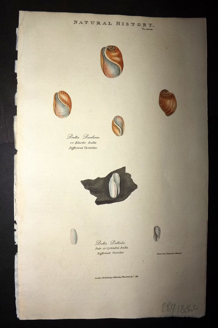 Good, John 1813 Hand Col Shell Print. Elastic & Cylindric Bulla 27 (1 of 1)