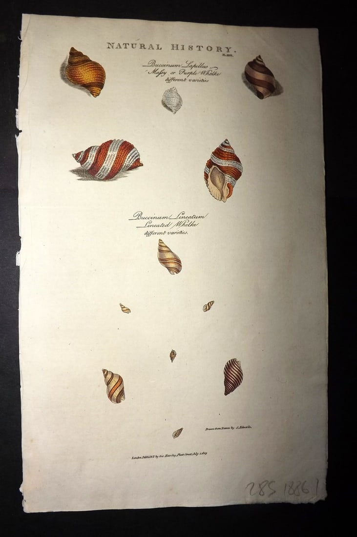 Good, John 1813 Hand Col Shell Print. Purple & Lineated Whelke 26 (1 of 1)