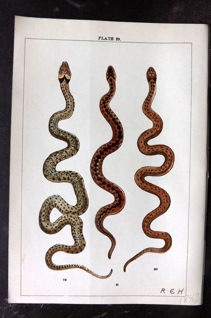 Gordon, W. J. C1900 Antique Print. Ringed & Smooth Snake 29 (1 of 1)