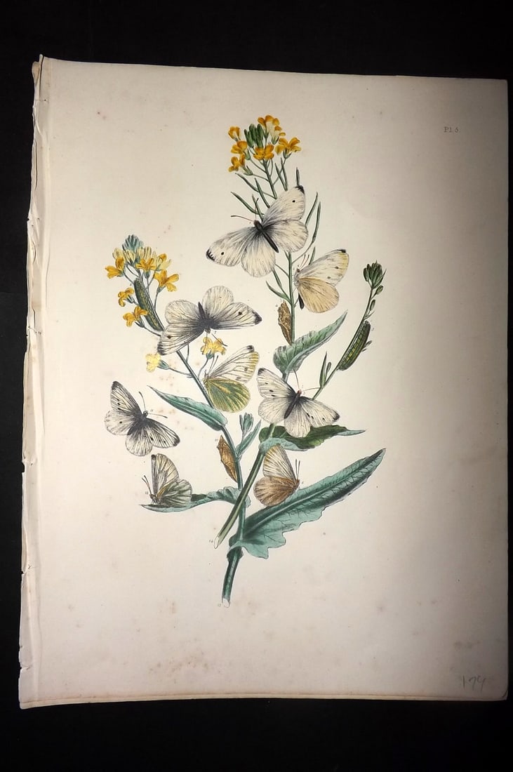 Humphreys & Westwood 1849 Antique Hand Col Butterfly Print 05: Hand Colored Lithograph Published 1849, London for "British Butterflies and their Transformations" by Henry Noel Humphreys & Joseph Westwood. Paper Size: 11 x 8 inch (28 x 21cm) Good Condition