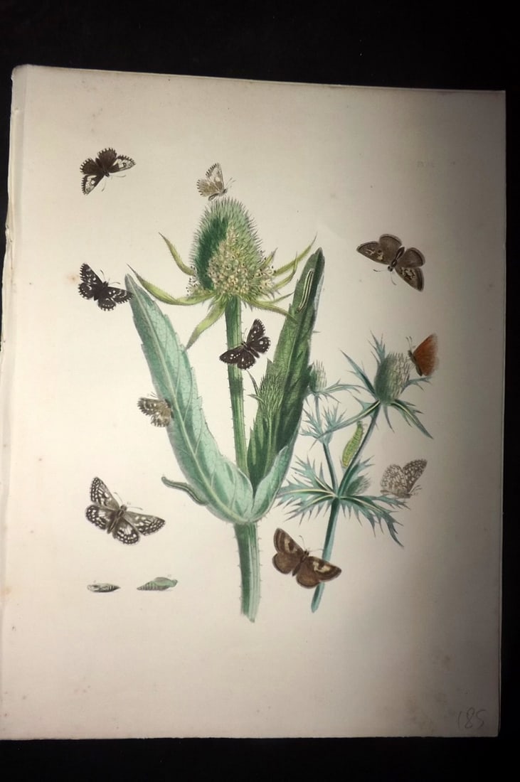 Humphreys & Westwood 1849 Antique Hand Col Butterfly Print 38 (1 of 1)