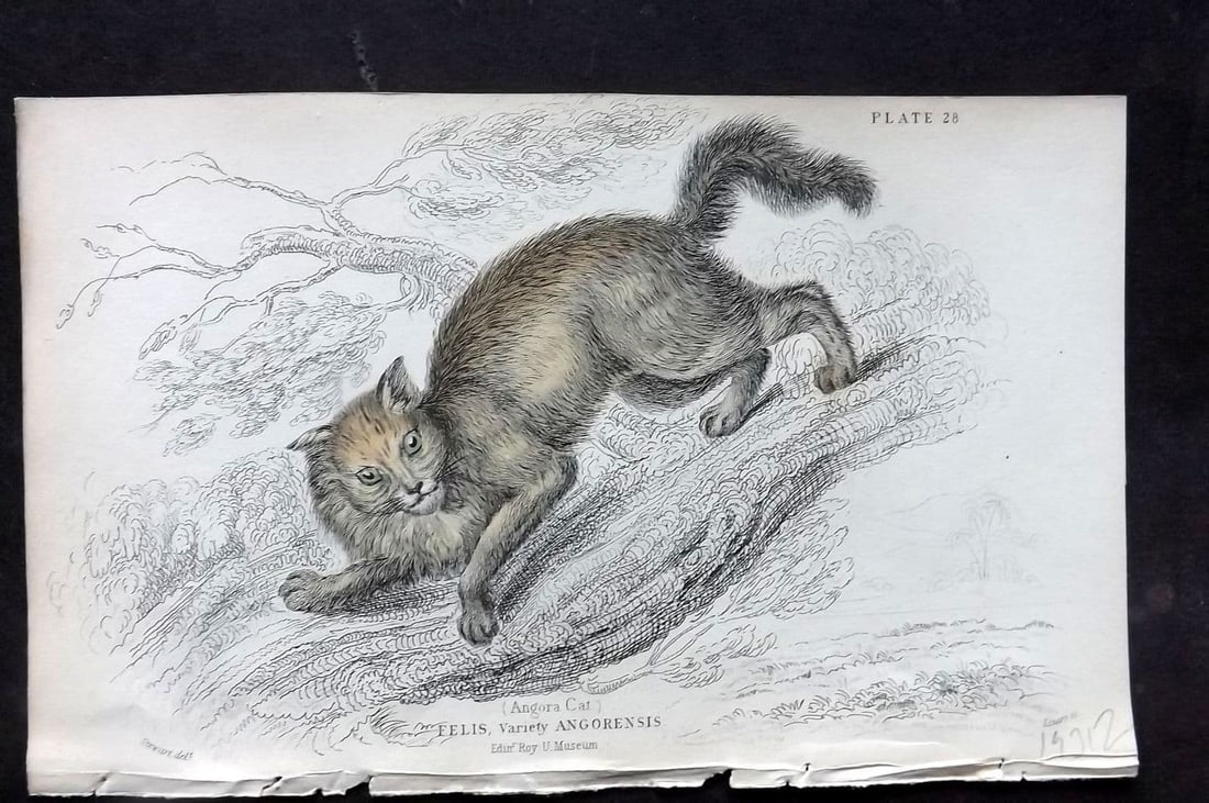 Jardine, William 1834 Hand Col Print. Angora Cat 28 (1 of 1)
