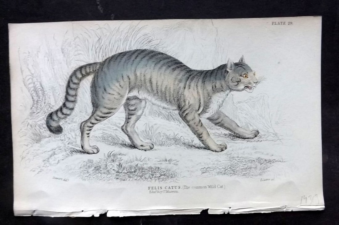 Jardine, William 1834 Hand Col Print. Common Wild Cat 29 (1 of 1)