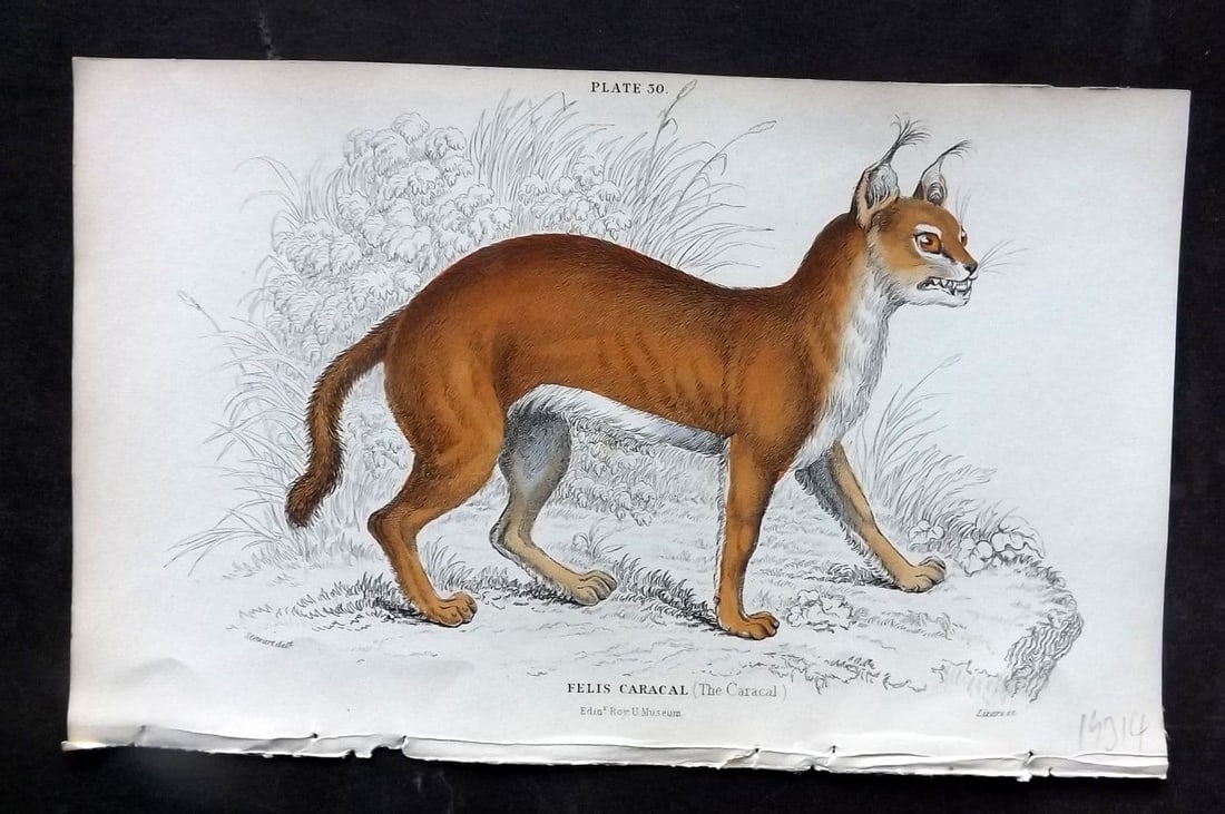 Jardine, William 1834 Hand Col Print. Caracal 30: Antique Steel Engraving/Etching Published 1833-43 by W. H. Lizars, Edinburgh for "The Naturalist's Library" by Sir William Jardine. Fine hand colour as issued. Paper Size: 6.5 x 4.25 inch (17 x 11cm) 