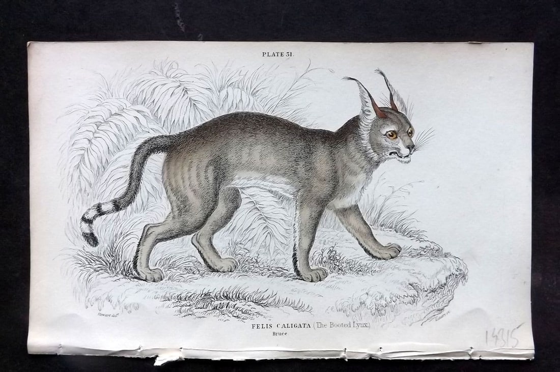 Jardine, William 1834 Hand Col Print. Booted Lynx 31 (1 of 1)