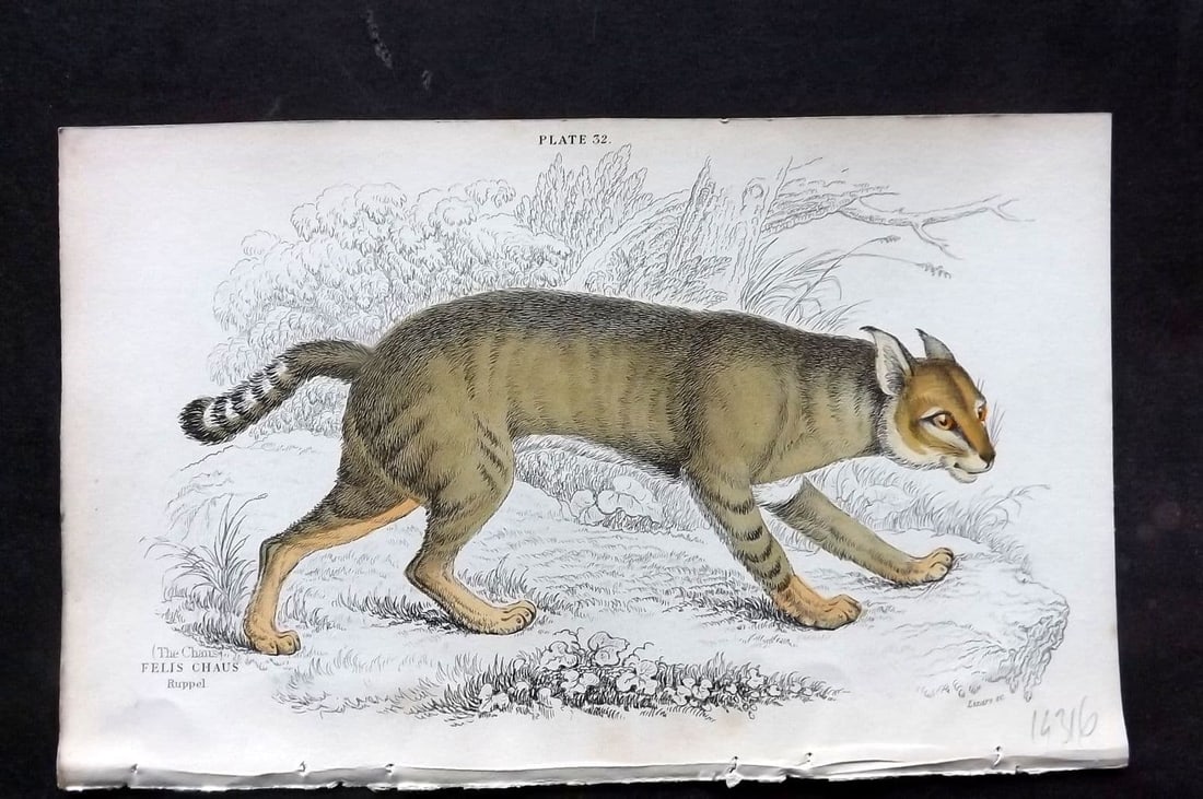 Jardine, William 1834 Hand Col Print. Chaus 32 (1 of 1)